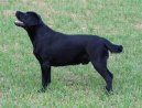 Labradorsk� retr�vr
