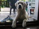 Labradorsk� retr�vr