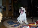 Labradorsk� retr�vr