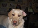 Fotky: Labradorsk� retr�vr (foto, obrazky)