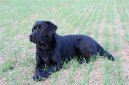 Labradorsk� retr�vr