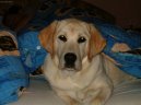 Labradorsk� retr�vr