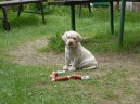 Labradorsk� retr�vr