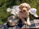Labradorsk� retr�vr