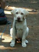 Labradorsk� retr�vr