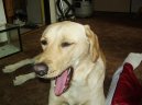 Labradorsk� retr�vr