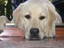 Labradorsk� retr�vr