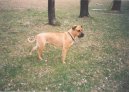 Malorsk� doga