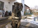 Malorsk� doga