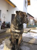 Malorsk� doga