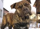 Malorsk� doga