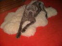 Neapolsk� mastin
