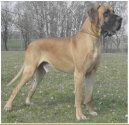 N�meck� doga