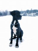 N�meck� doga