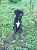 N�meck� doga