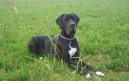 N�meck� doga