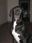 N�meck� doga