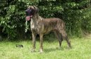 N�meck� doga