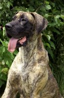 N�meck� doga