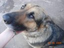 N�meck� ov��k
