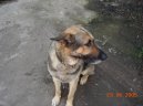 N�meck� ov��k