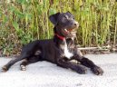 Patterdale teri�r
