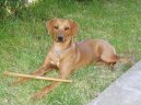 Fotky: Rhod�sk� ridgeback, Rhod�zsk� ridgeback (foto, obrazky)