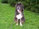 Tibetsk� doga