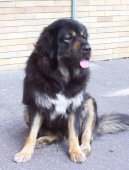 Tibetsk� doga