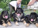 Tibetsk� doga