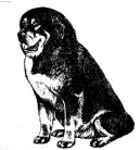 Tibetsk� doga