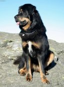 Tibetsk� doga