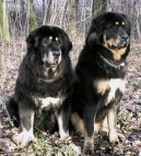 Tibetsk� doga