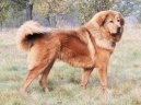 Tibetsk� doga