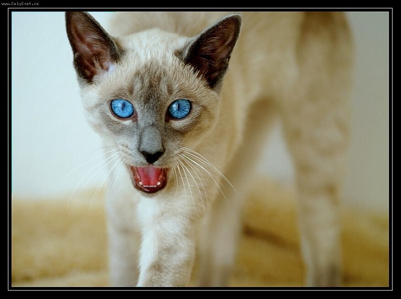 Foto: chilli