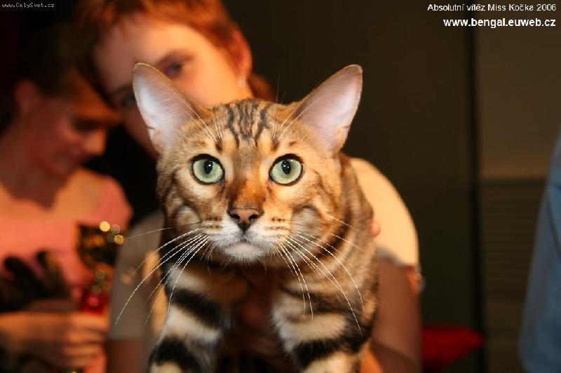 Foto: miss kocka 2006