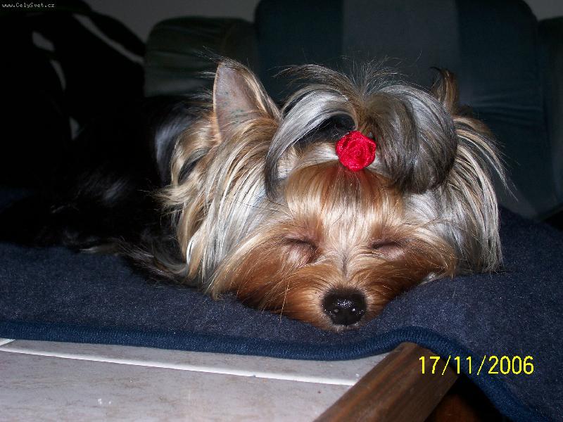 Foto: Bessy