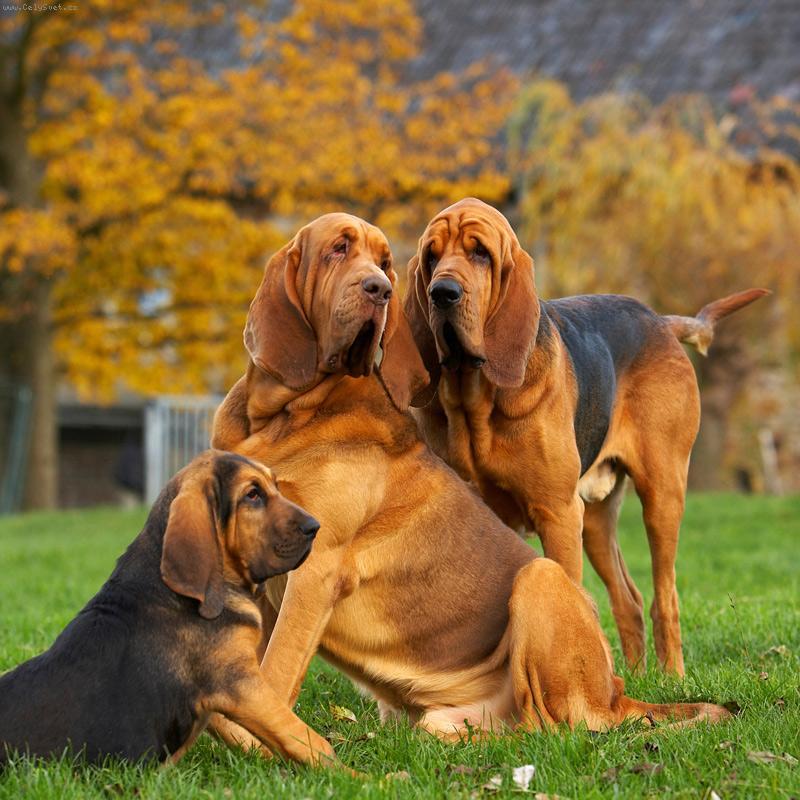 Foto: Bloodhoundi-Trio boys