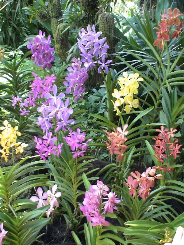 Foto: Orchideje