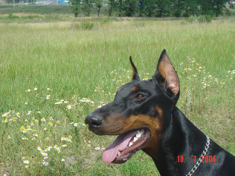 Foto: dobrmanka