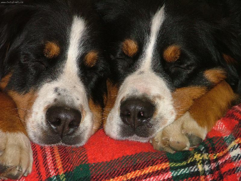 Foto: Adelka,Amanda