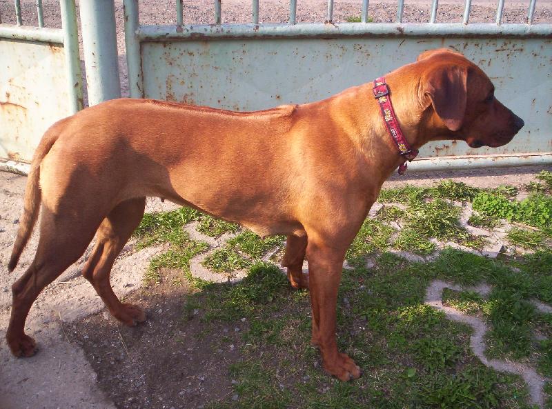 Foto: Na�e Bugsie