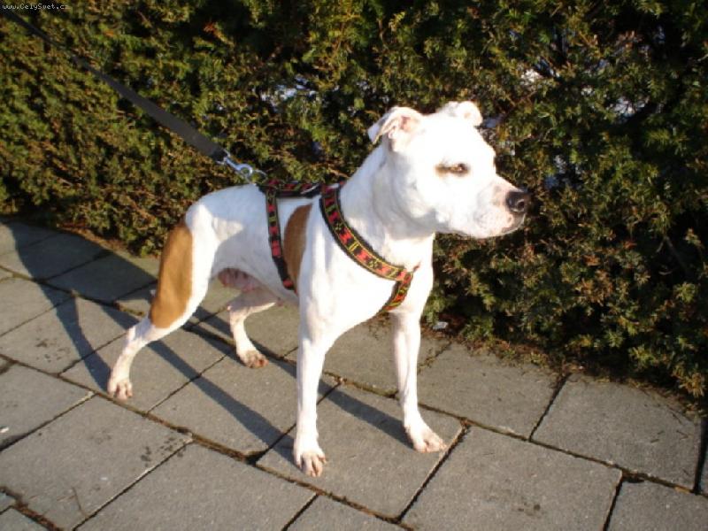 Foto: Perla-3 roky