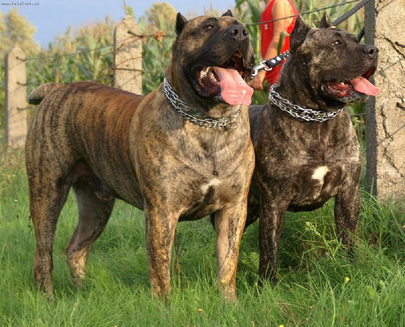 Foto: bicho&tahora