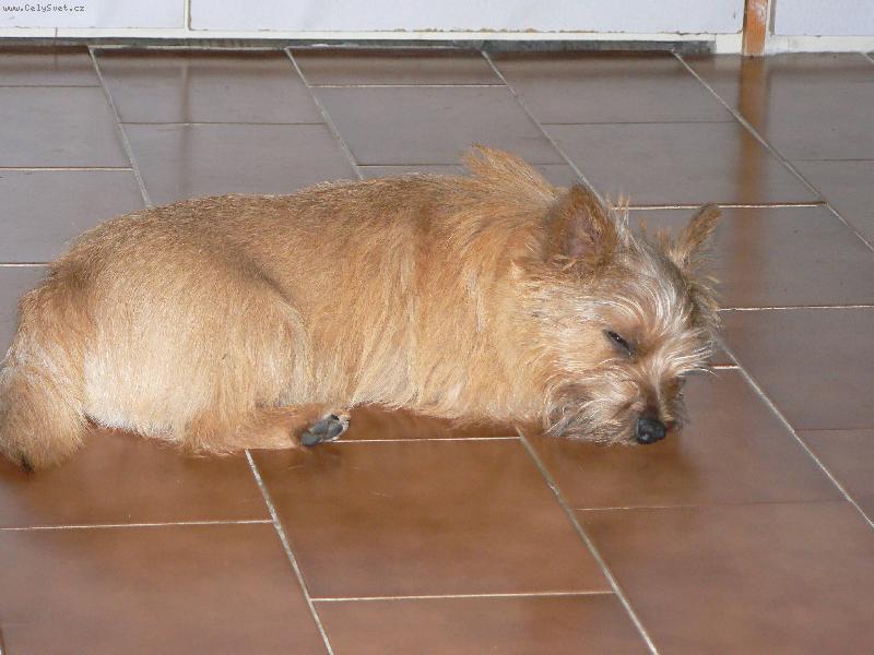 Foto: Norvi�-Benny (Jakub z Mu�k�tov� zahrady)