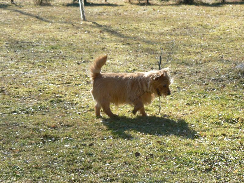 Foto: Norvi�-Benny (Jakub z Mu�k�tov� zahrady)