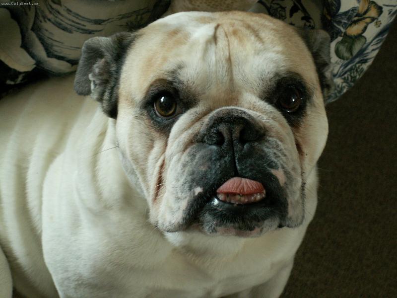 Foto: Homer