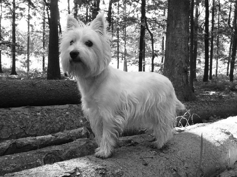 Foto: Meggy v lese