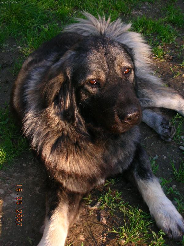 Foto: �arplaninec