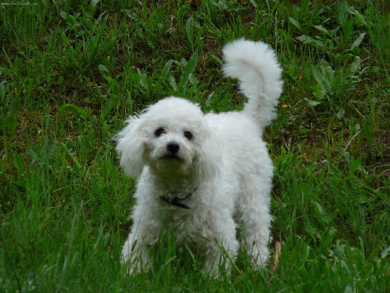 Foto: Haf! :o)